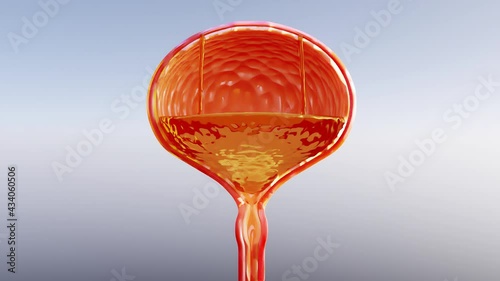 urine color, Light yellow to red urine color,  detailed urinary bladder anatomy and urine inside, 3d render photo