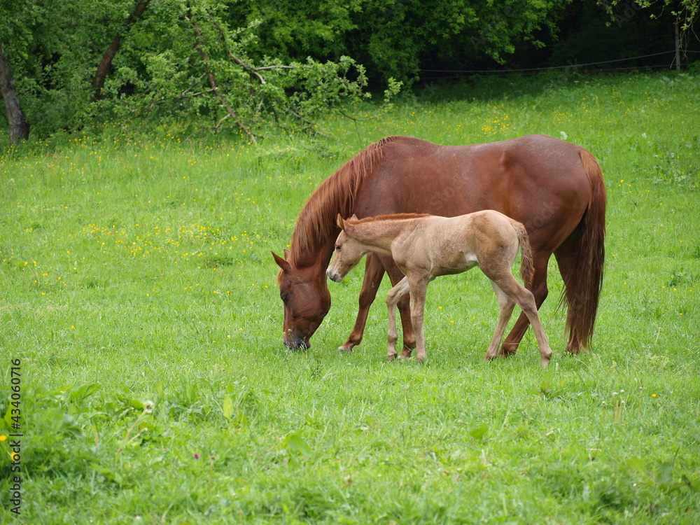 Fohlen mit Stute