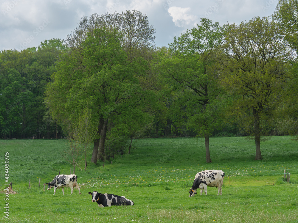 Fototapeta premium Kühe auf einer Weide am Niederrhein