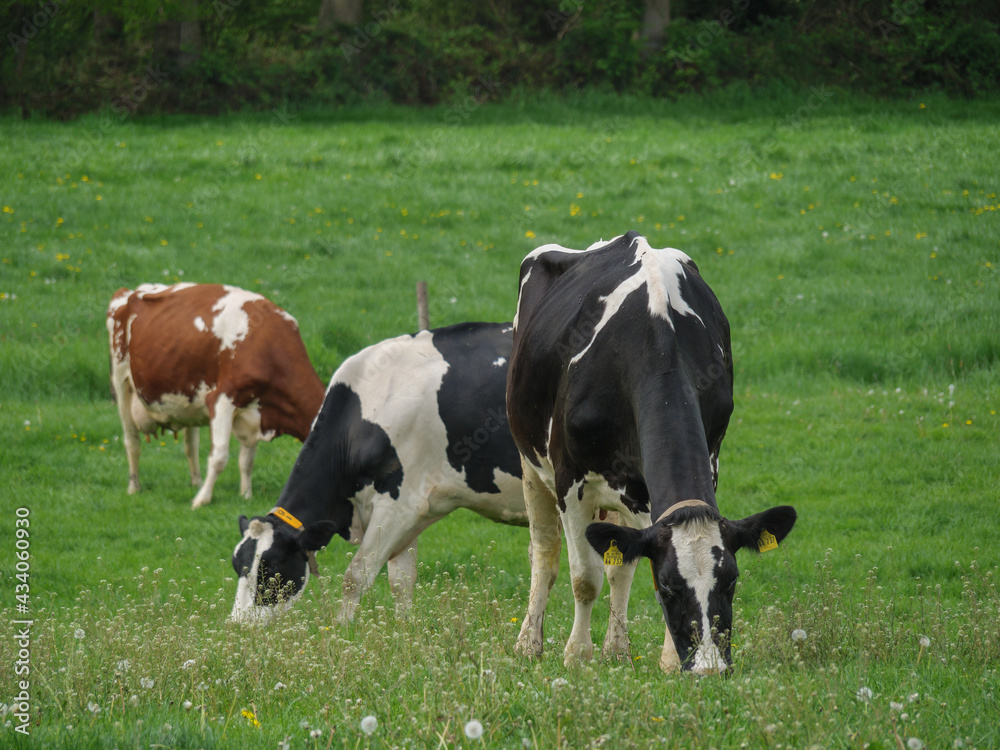 Kühe auf einer Weide am Niederrhein