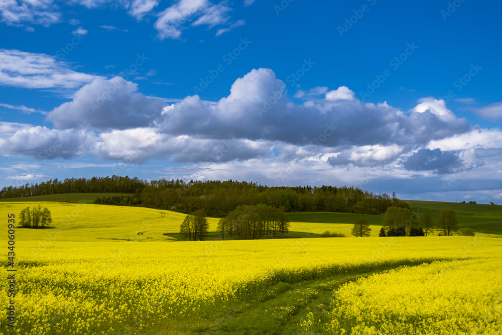 Landschaft Rapsfeld mit blauem Himmel und Wolken