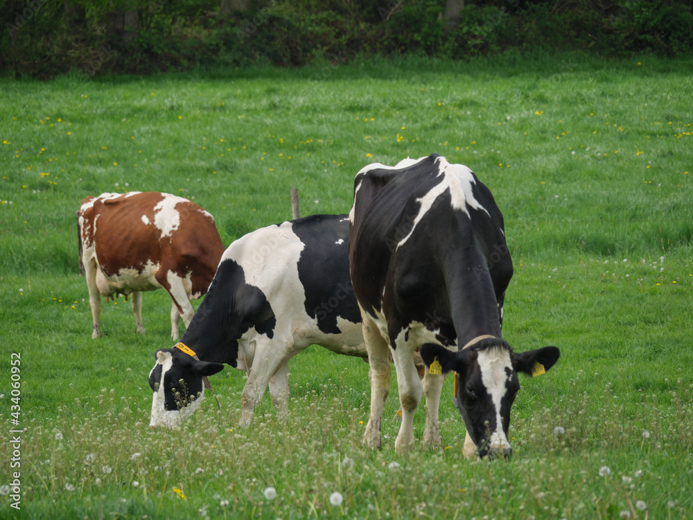 Kühe auf einer Weide am Niederrhein