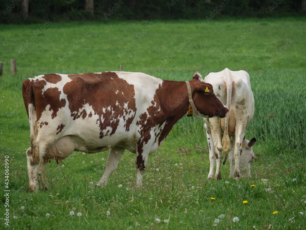 Kühe auf einer Weide am Niederrhein Kühe auf einer Weide am Niederrhein