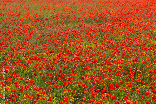 View of a large field of red poppies