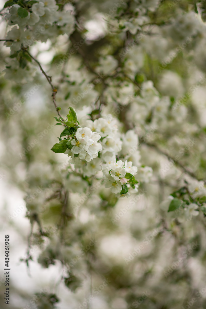 Photo of flowering trees in spring. Photo of flowering trees in spring.