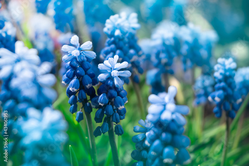 Fototapeta Naklejka Na Ścianę i Meble -  close up blue muscari flowers in green grass. summer background