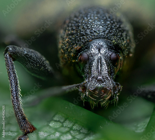 close up of a beetle weevil © Michael