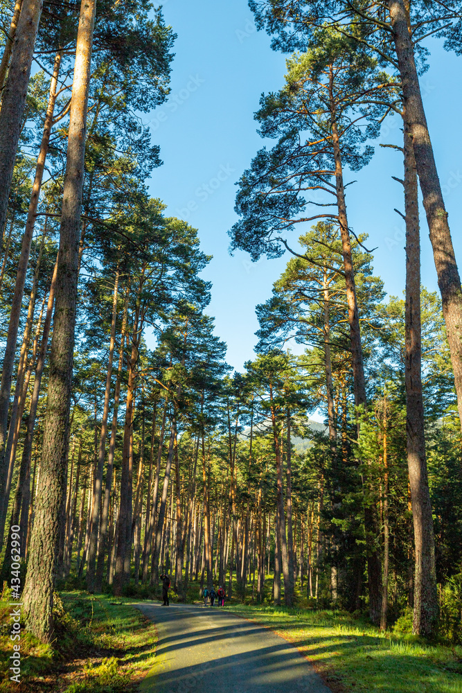 Fototapeta premium Senda de las pesquerías reales en Valsaín Segovia