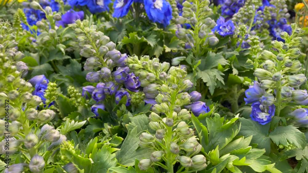 Purple delphinium flowers bloom in clusters creating a natural and fragrant bouquet Purple delphinium flowers bloom in clusters creating a natural and fragrant bouquet