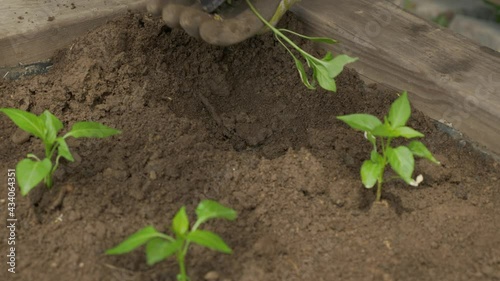 Female Hands Planting Tomato Plant In Soil