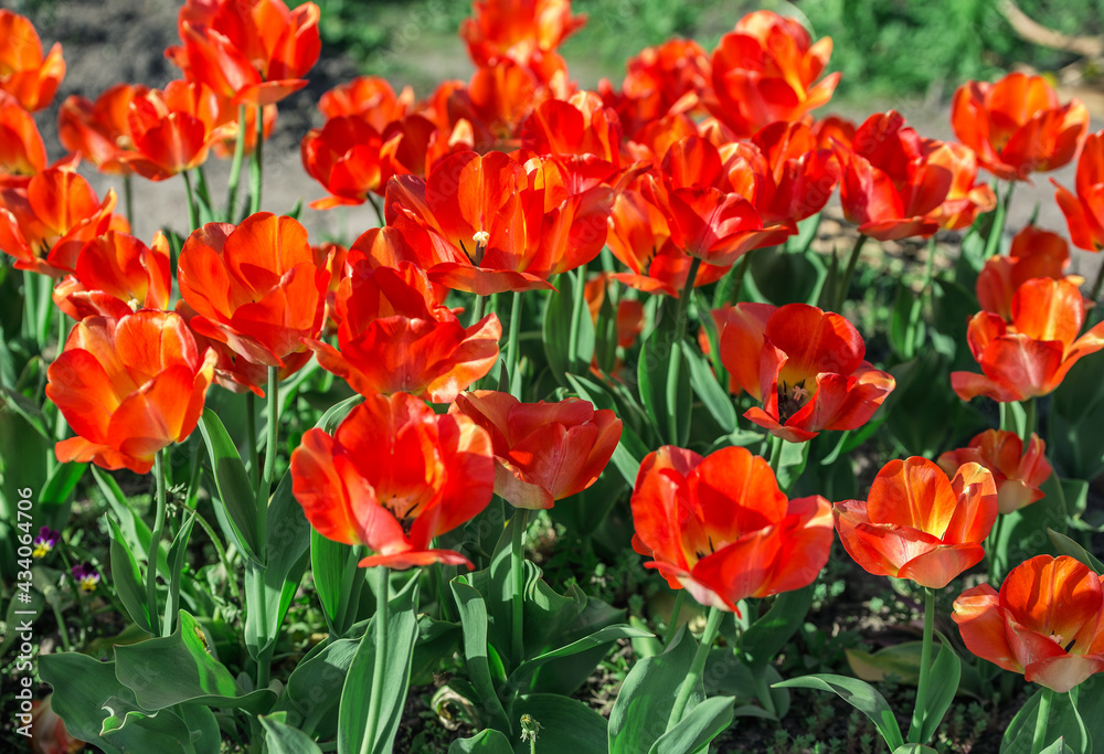 field of red tulips field of red tulips