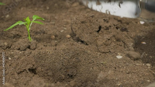 Female Hands Planting Tomato Plant In Soil