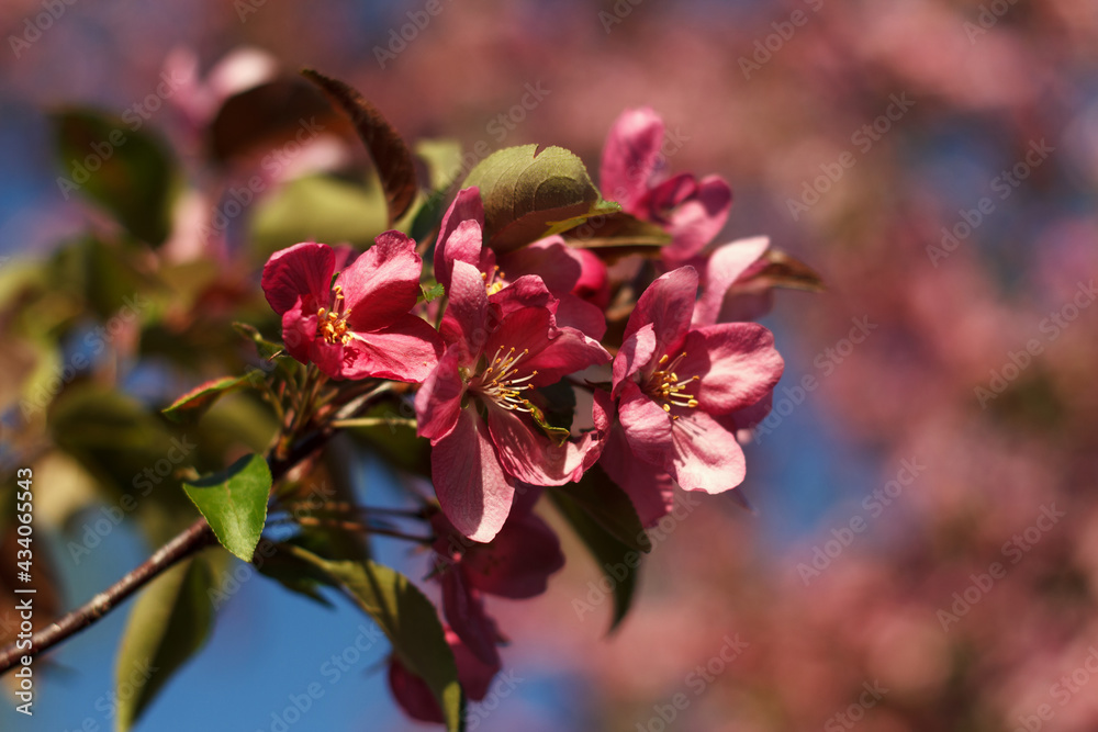 Malus halliana blossoming red fruit tree an apple-tree against background of blue sky Malus halliana blossoming red fruit tree an apple-tree against background of blue sky