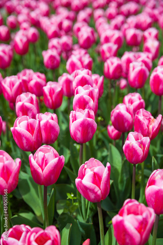 multicolored flowers tulip spring as a backdrop