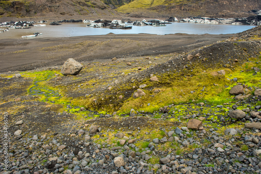 Bright green moss in Iceland
