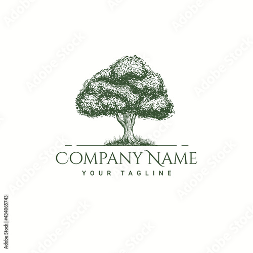 Oak tree logo detail vintage illustration of an oak tree hand drawn