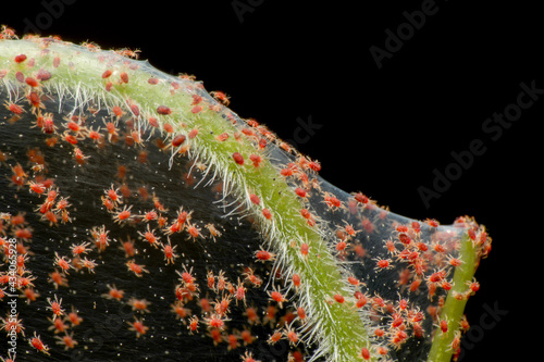 Super macro photo of group of Red Spider Mite infestation on vegetable. Insect concept. photo