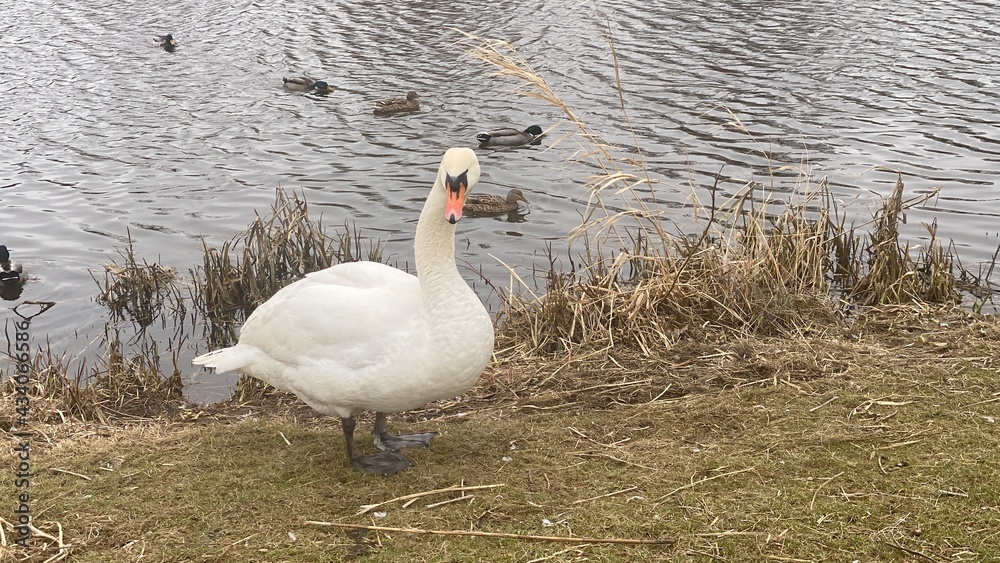 Obraz premium swan watching