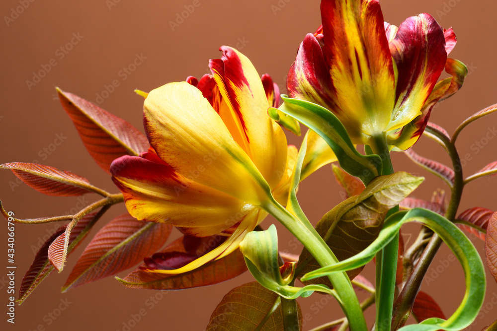 spring tulips and foliage on a dark beige background.