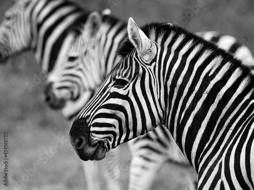 three zebras in a row taken at sari sands  south africa