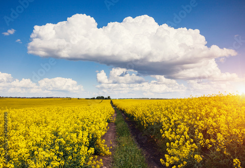 Fototapeta Naklejka Na Ścianę i Meble -  Bright yellow canola field and blue sky on sunny day.