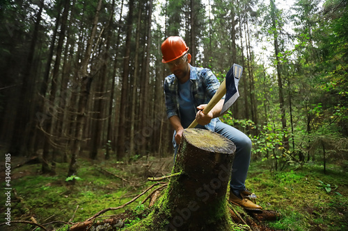 Male worker with an ax chopping a tree in the forest.