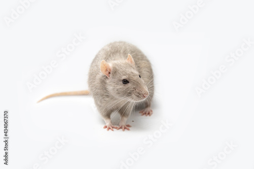 Gray rat on a white background. © Ksenia