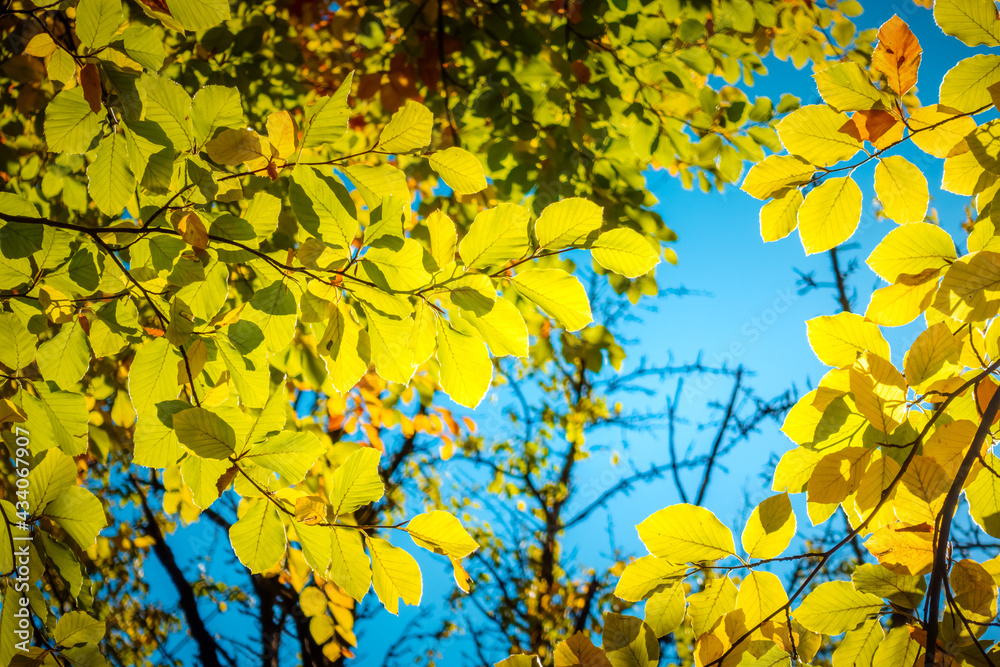 Green leaves on the branches on a sunny day. Green leaves on the branches on a sunny day.