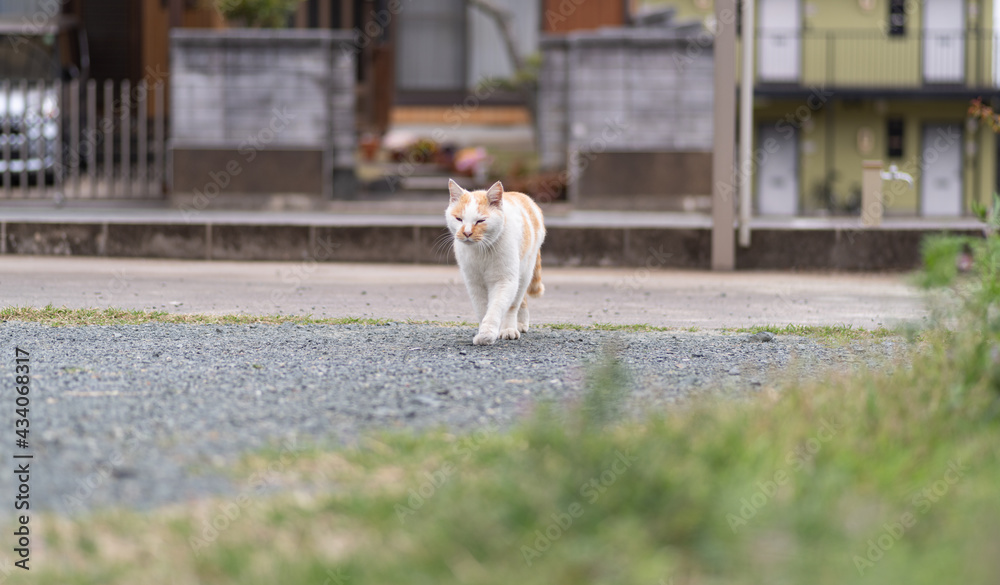 歩く猫　茶白猫