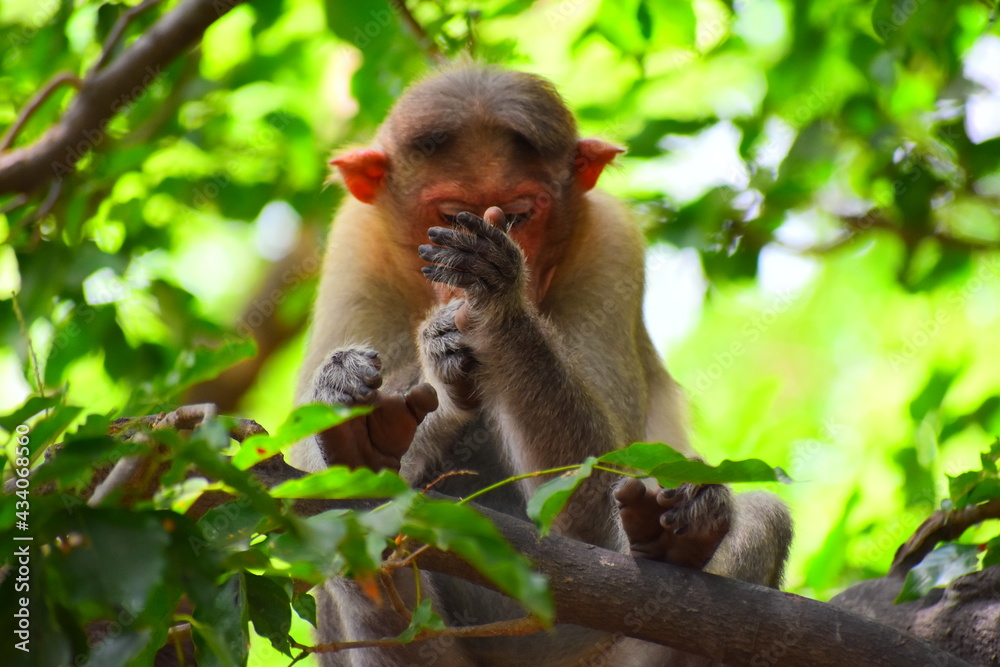 indian monkey act like smoking indian monkey act like smoking