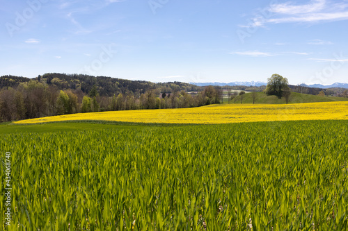 Blühendes Rapsfeld in Oberbayern