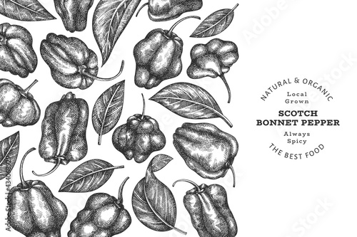 Hand drawn sketch style scotch bonnet pepper banner. Organic fresh vegetable vector illustration. Retro cayenne pepper design template