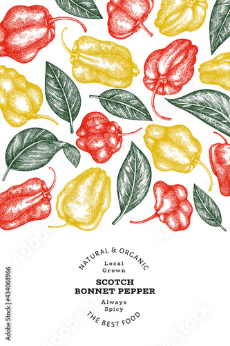 Hand drawn sketch style scotch bonnet pepper banner. Organic fresh vegetable vector illustration. Retro cayenne pepper design template