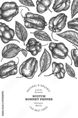 Hand drawn sketch style scotch bonnet pepper banner. Organic fresh vegetable vector illustration. Retro cayenne pepper design template