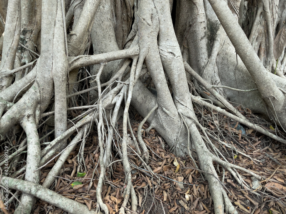 Banyan root.