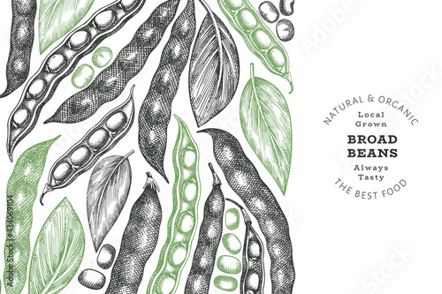 Hand drawn broad beans design template. Organic fresh food vector illustration. Retro pods illustration. Engraved botanical style cereal background.