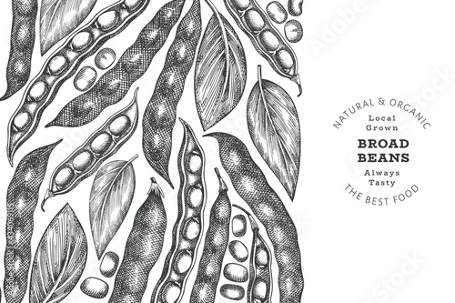 Hand drawn broad beans design template. Organic fresh food vector illustration. Retro pods illustration. Engraved botanical style cereal background.