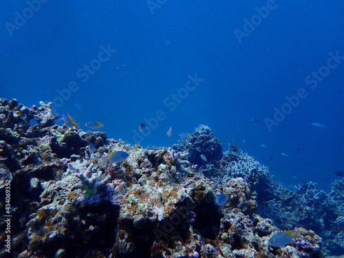 Fototapeta Naklejka Na Ścianę i Meble -  沖縄・石垣島の、海底の魚群たち