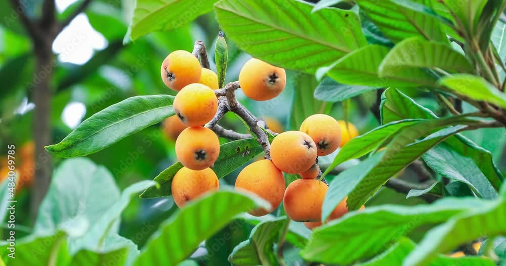 Orange loquat fruits on the tree in an agricultural plantation.Loquat on the tree ready for harvest. Orange loquat fruits on the tree in an agricultural plantation.Loquat on the tree ready for harvest.