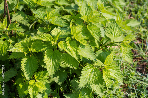Bush of stinging nettle with young shoot and leaves
