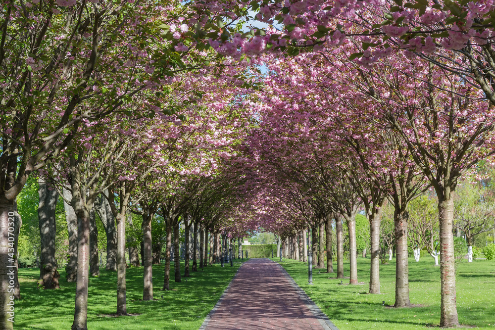 Alley of flowering cherry blossom trees in park