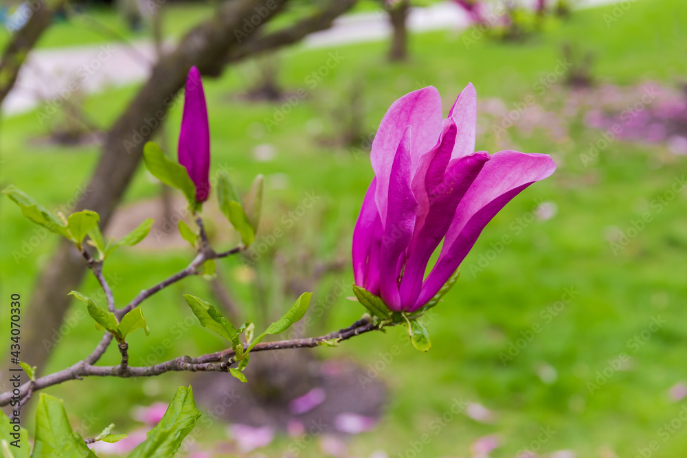 Purple flower of magnolia on branch, close-up in selective focus Purple flower of magnolia on branch, close-up in selective focus