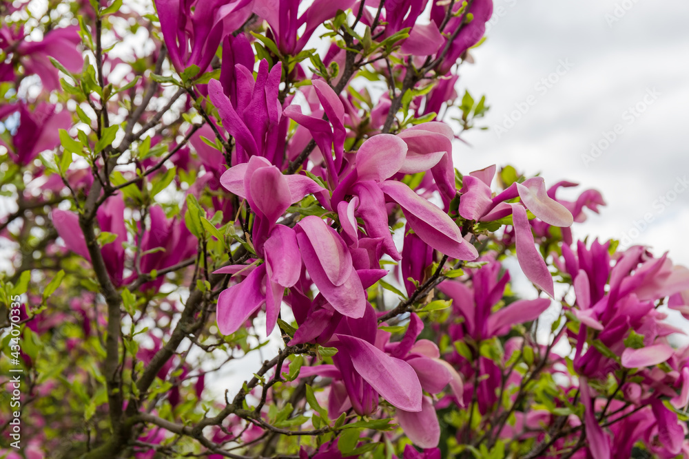 Obraz premium Branches of flowering magnolia with purple flowers close-up