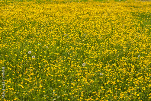 Meadow with yellow blooming spring flowers closeup as yellow floral background