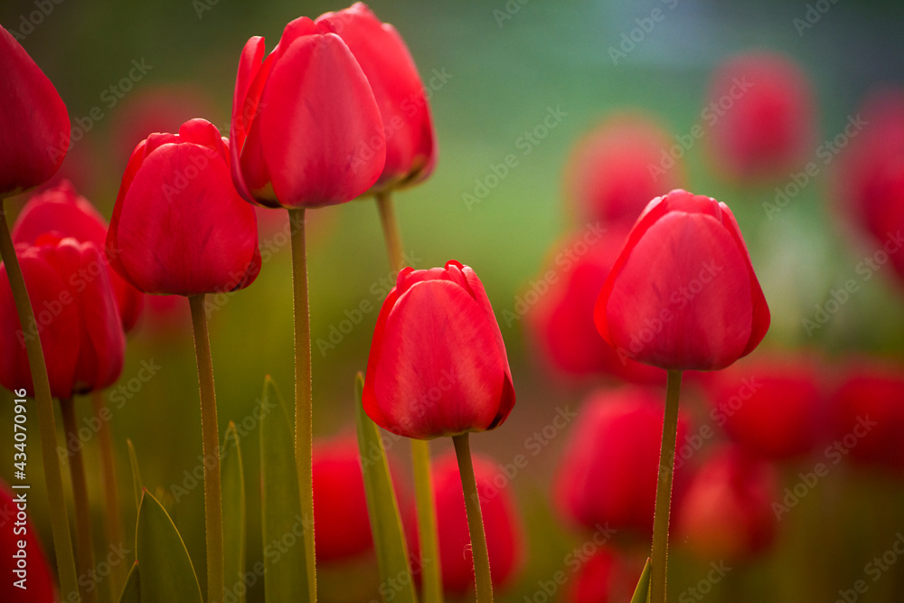 Fototapeta premium тюльпаны