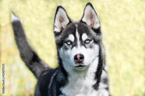 Husky