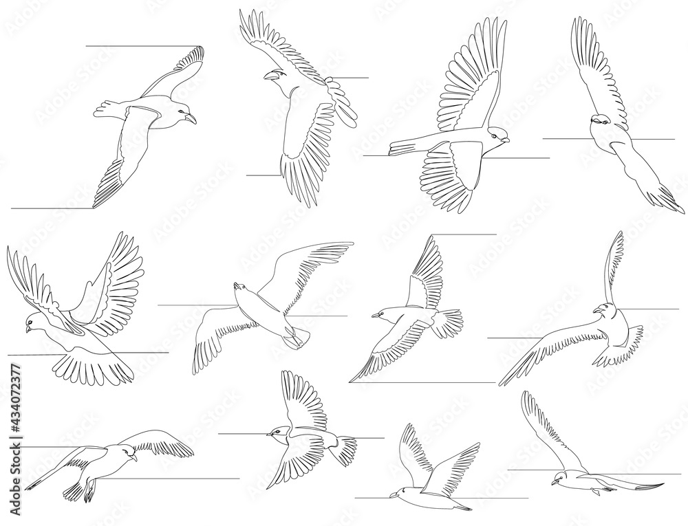 Fototapeta premium bird flies one line drawing set