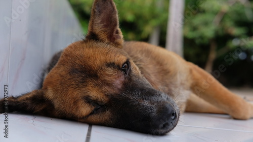 Fotografie A dog sleeping and lazing because she is sick
