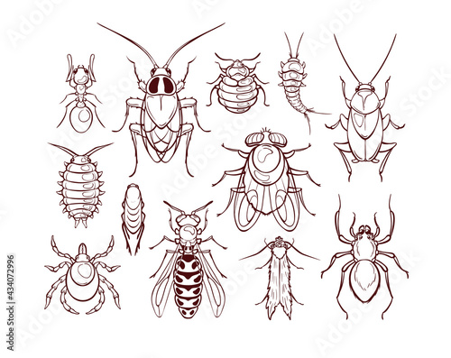 Set of common household pests, macro of insects