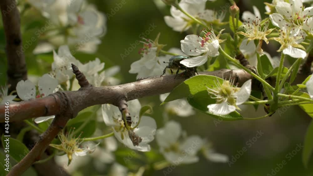 Beetle (Cetonia aurata) on a branch of a flowering apple tree. Green beetle on apple blossom. Beetle (Cetonia aurata) on a branch of a flowering apple tree. Green beetle on apple blossom.